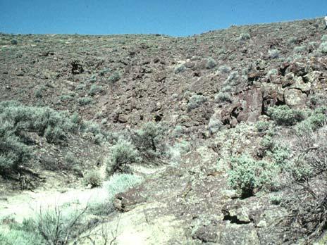 Desertic Shrubland