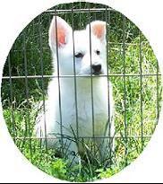 I had been searching for a new female puppy to add to my breeding program here at Foxhunt White Shepherds.