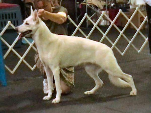 Owned & Handled by Mandy Phillips RBIMBS UKC Ch Hallmark s Evenstar of Rivendell, CGC,HIC/s/ d,pennhip,ofa Ca/Th Arwen