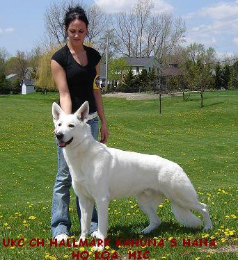 Arwen earned Best of Breed, Group 1 & Reserve Best in Show Aug 18, 2007 in LaPorte, IN Owned by Becky Joyce UKC Ch