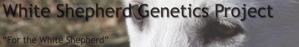 WHITE SHEPHERD GENETICS PROJECT, LLC As of Feburary 4, 2007 By Judy Huston *WEBSITE* Ruut Tilstra from the Netherlands is doing a great job in keeping our website up to date.