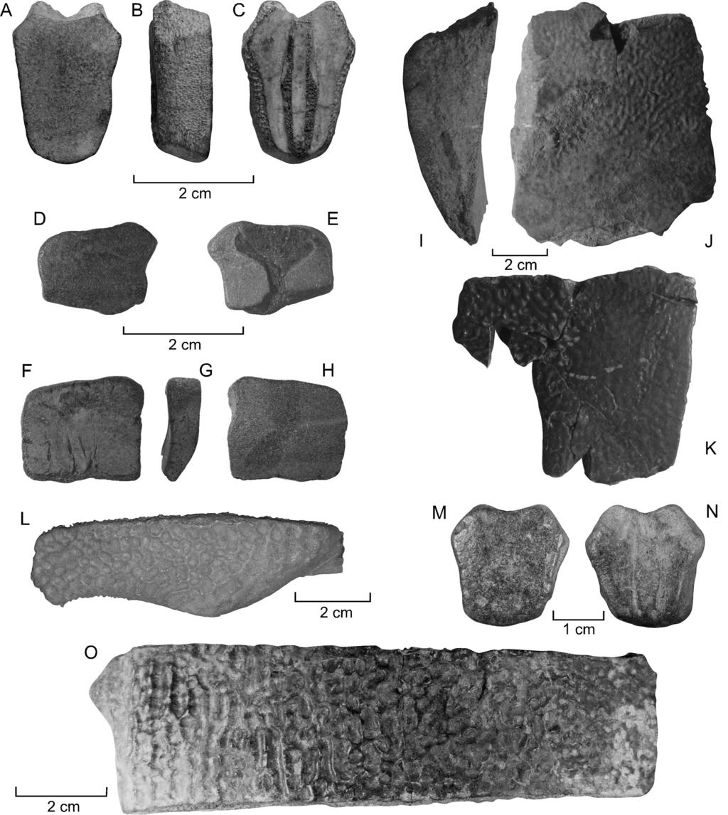 WEEMS PALEOGENE CHELONIANS FROM MARYLAND AND VIRGINIA 9 Figure 8. Kinosternoid and trionychioid turtles from the Aquia, Nanjemoy, and Piney Point Formations. A C.