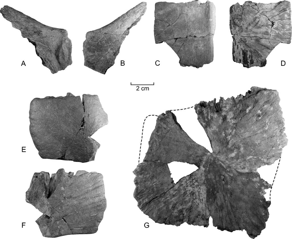 16 PALEOBIOS, VOL. 31, NUMBER 1, MAY 2014 Figure 11. A G. Fragments of carapace of cf. Eosphargis gigas. A, B. Right central region of nuchal, CMM-V-4777. A, ventral view; B, dorsal view. C, D.