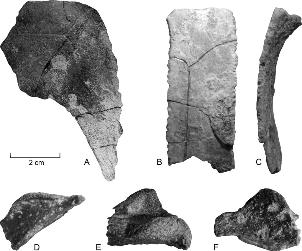 WEEMS PALEOGENE CHELONIANS FROM MARYLAND AND VIRGINIA 25 Figure 17. A F. Puppigerus camperi carapace and skull elements from the Woodstock Member of the Nanjemoy Formation. A. Left hypoplastron in ventral view, CMM-V-4773.