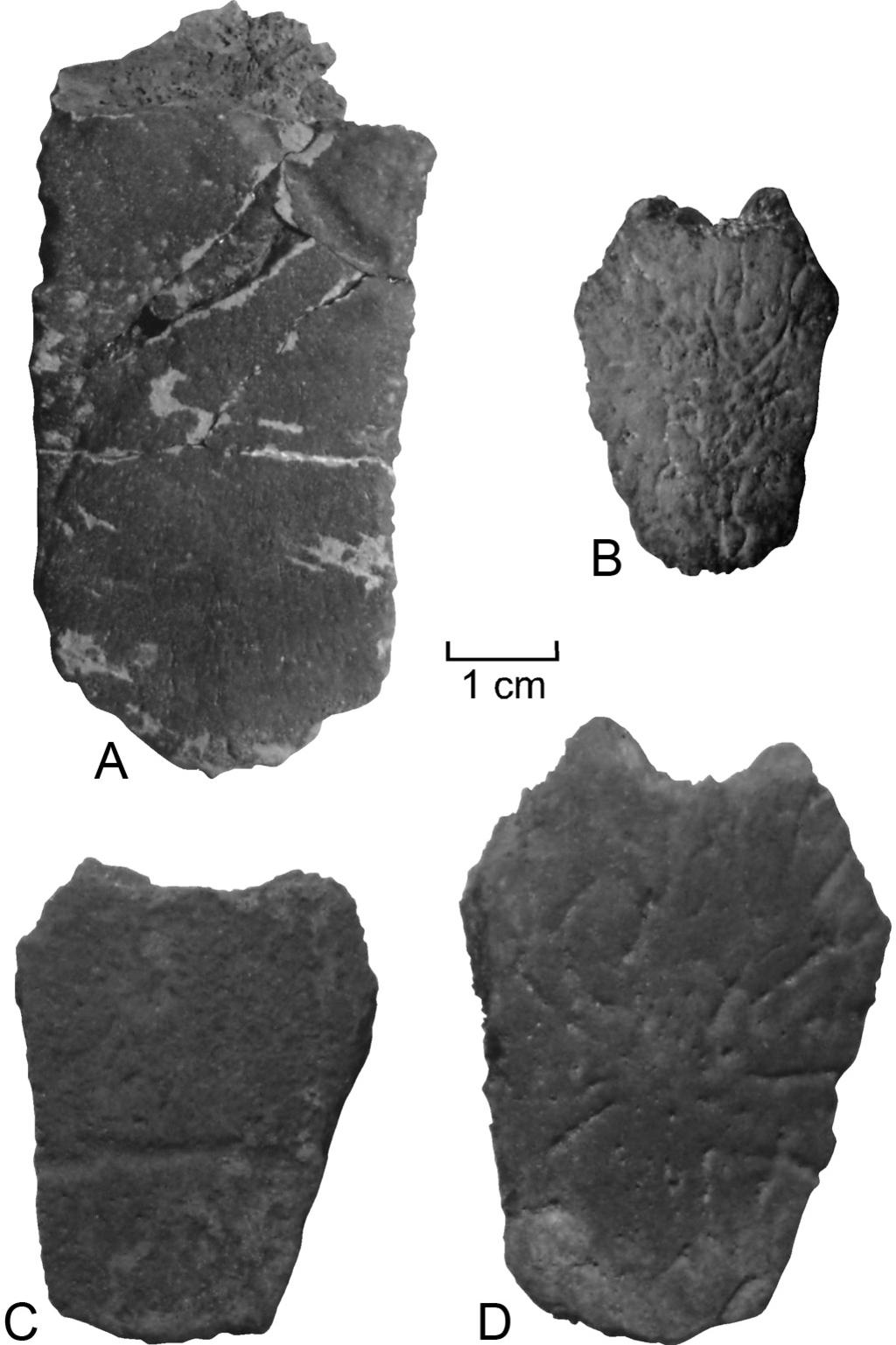 26 PALEOBIOS, VOL. 31, NUMBER 1, MAY 2014 Description Narrow hexagonal-shaped neural with a low longitudinal keel and sculpturing typical of Ashleychelys.