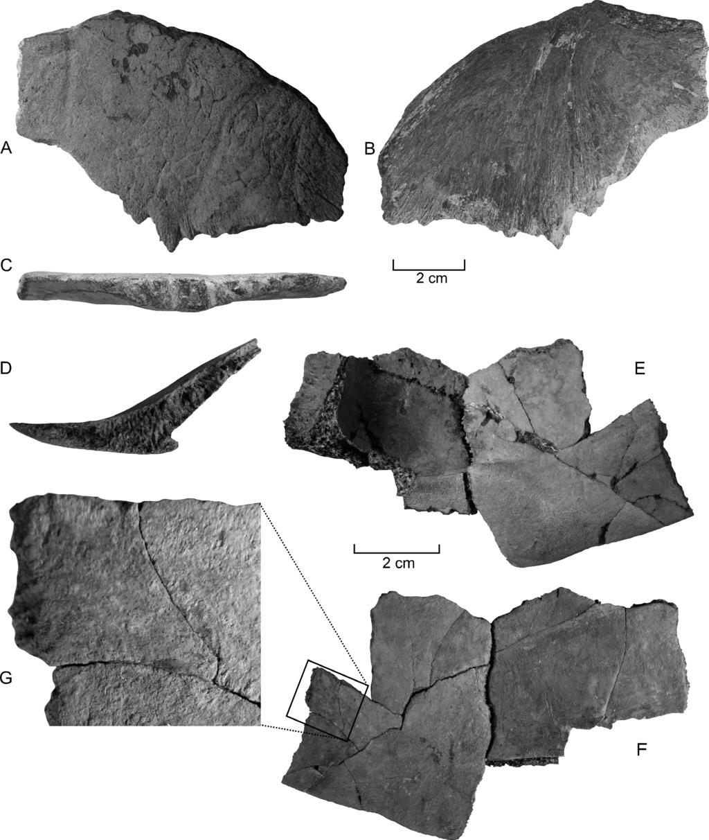 4 PALEOBIOS, VOL. 31, NUMBER 1, MAY 2014 Figure 3. A C. Bothremydidae indet., left epiplastron from bed A of the Woodstock Member of the Nanjemoy Formation of Maryland, CMM-V-4776. A. Ventral (external) view.