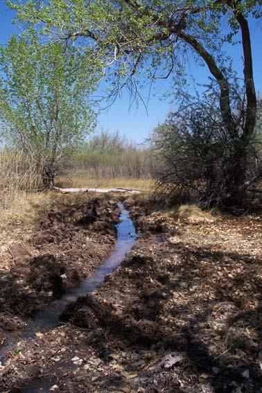 Water Requirements for Southwestern Willow Flycatcher Habitat and Nesting at the Pueblo of