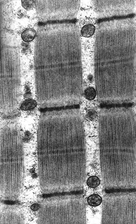 2 Fig. 2.1 is an electron micrograph showing a longitudinal section of contracted striated muscle. V 6 U X T Y glycogen granules x 42 000 Fig.