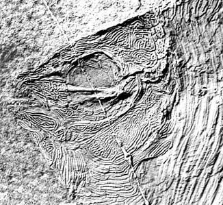 Lund R. FIG. 6. Discoserra pectinodon n. gen. n. sp., latex peel of skull (CM 35211B), Lower Carboniferous Bear Gulch Limestone, Heath Formation, Fergus County, Montana (USA). Scale: 4 mm. Figure 10.