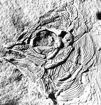Lund R. FIG. 2. Guildayichthys carnegiei n.gen. n. sp., latex peel of the head (MV 6045B) of holotype, Lower Carboniferous Bear Gulch Limestone, Heath Formation, Fergus County, Montana (USA).