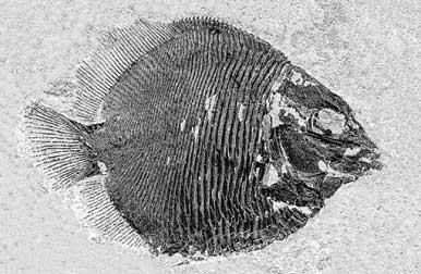 New Actinopterygian order from Carboniferous of Montana FIG. 5. Discoserra pectinodon n. gen. n. sp.