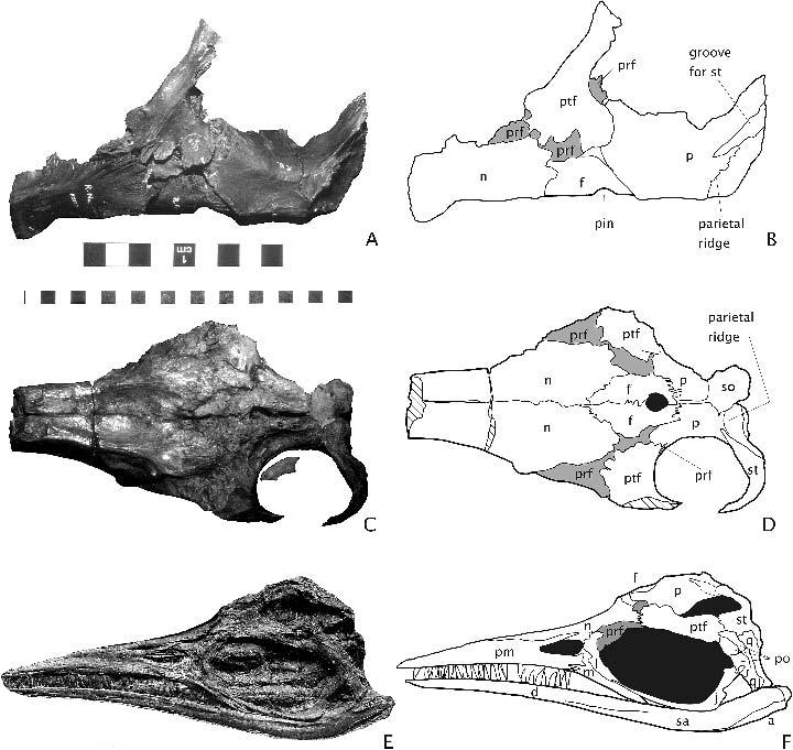 MOTANI ICHTHYOSAURIAN SKULL ROOF 339 first four are identified as Ichthyosaurus sp., and I support this identification as discussed later. They are clearly too large to be I. breviceps or I.