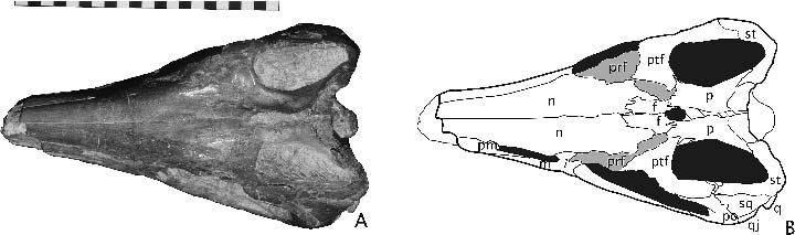 340 JOURNAL OF VERTEBRATE PALEONTOLOGY, VOL. 25, NO. 2, 2005 hidden inside the upper temporal fenestra along its anterior margin.