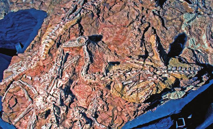 Several days of careful excavation revealed what has become one of the most famous dinosaur localities in the world the Ghost Ranch Coelophysis Quarry (also known as the Whitaker Quarry).