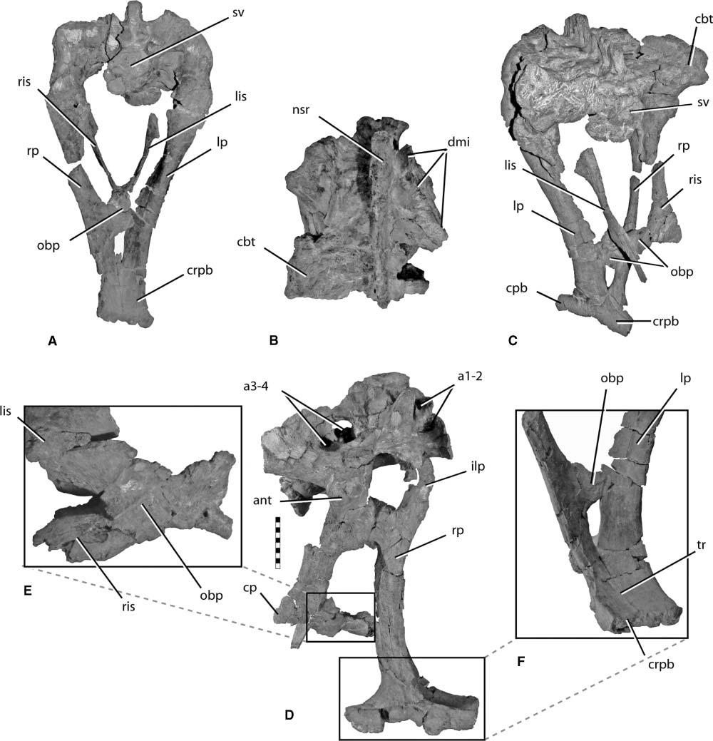 518 L. E. Zanno Figure 3. Diagnostic features of Enigmosaurus mongoliensis holotype pelvis (IGM 100/84).