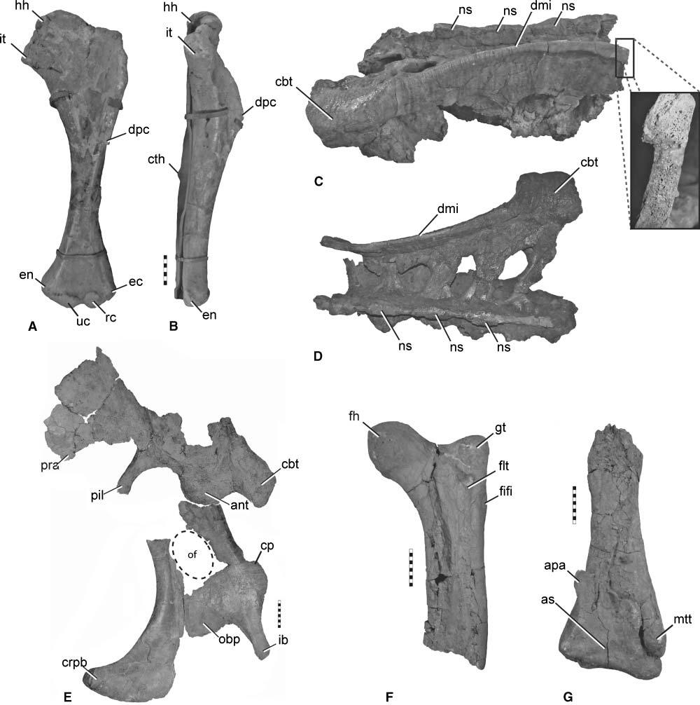 Re-evaluation of Therizinosauria 523 Figure 4. Diagnostic features of Segnosaurus galbinensis.