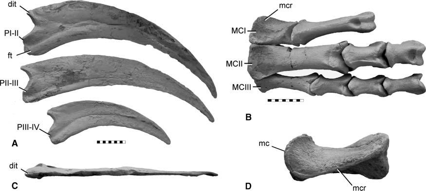 Re-evaluation of Therizinosauria 525 Figure 5. Diagnostic features of Therizinosaurus cheloniformis. Casts are a composite of referred materials IGM 100/15, 100/16, and/or 100/17.