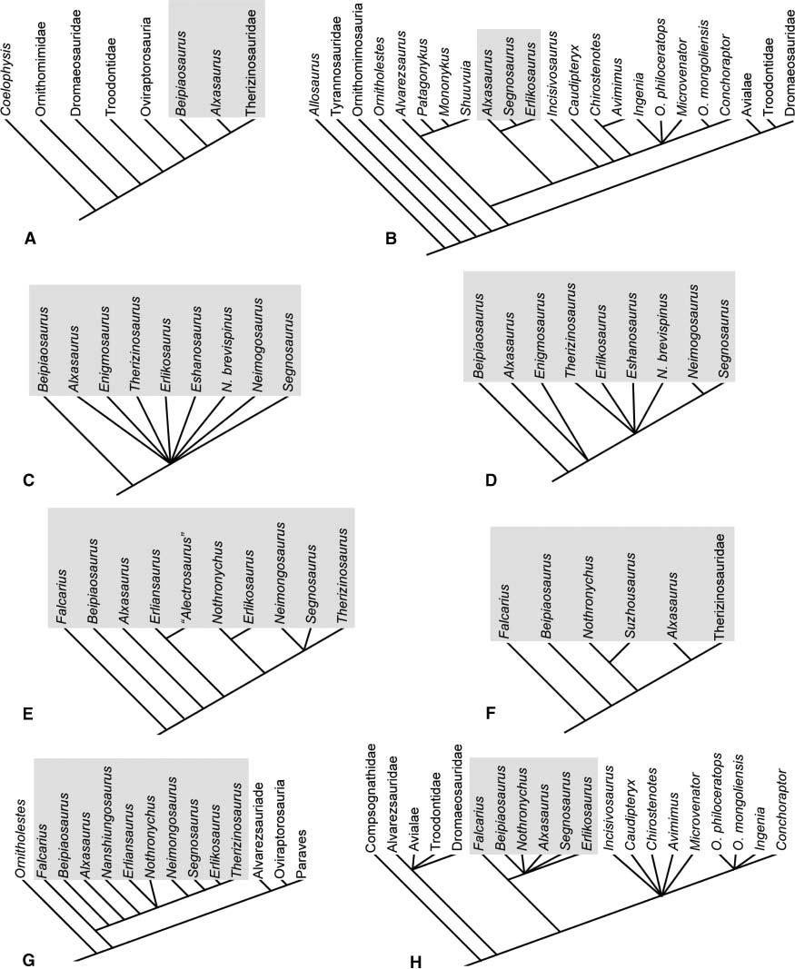 530 L. E. Zanno Figure 8. Previously hypothesized ingroup relationships of Therizinosauria. A, Xuet al. (1999b); B, Xu & Wang (2004); C, Clarket al. (2004), strict consensus; D, Clark et al.