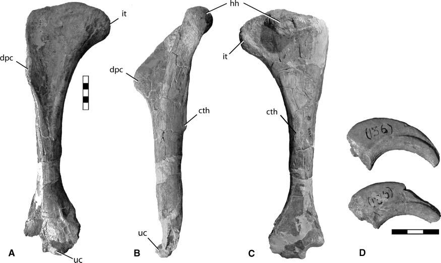 536 L. E. Zanno Figure 9. Therizinosaurian humerus (AMNH 6368) (A-C) and manual unguals (AMNH 6554) (D) formerly part of Alectrosaurus olseni hypodigm.