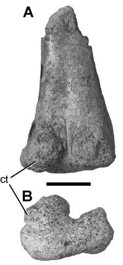 2. Other Late Triassic occurrences of basal dinosauromorphs in the southwestern U.S.A.