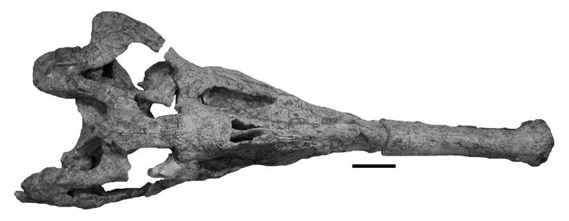 (A), skull reconstruction, (B), astragalus (PEFO 33794), and (C), calcaneum