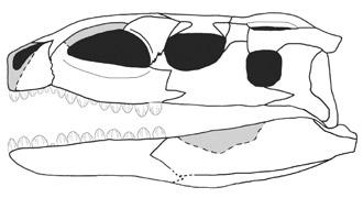 (from Parker et al., 2005). (D) Skull fragment of Paleorhinus sp.