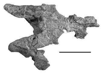 (E) Holotype skull of Leptosuchus adamanensis from Petrified Forest National