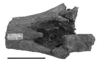 (F), Holotype skull of Leptosuchus gregorii (UCMP A272/27200) from near Round