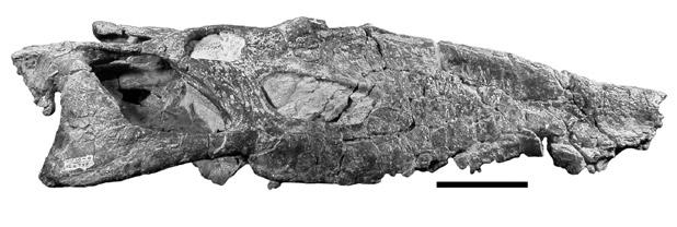 (G), Posterior portion of the holotype skull of Machaeroprosopus tenuis (=P.