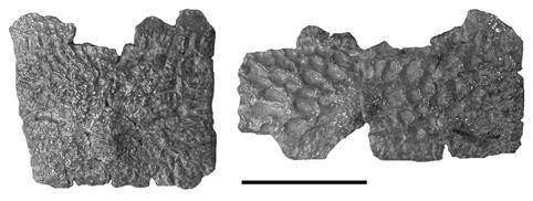 FIGURE 6. Aetosaurs from the Chinle Formation of Arizona.