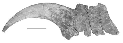 (B) Lateral spike of Desmatosuchus haplocerus (MNA V9300) from near Many Farms, Arizona.
