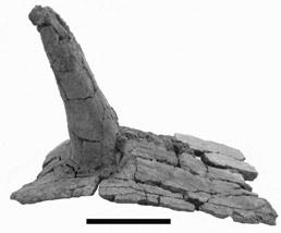 (D), Holotype paramedian osteoderm of Acaenasuchus geoffreyi (UCMP 7308/139576) from the Blue Hills.