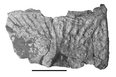 (F), Partial paramedian osteoderm of Typothorax coccinarum (UCMP V82240/126808) from Petrified Forest National Park.