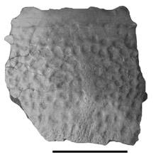 (H), Paramedian osteoderm of Paratypothorax sp. (PEFO 3004) from Petrified Forest National Park.