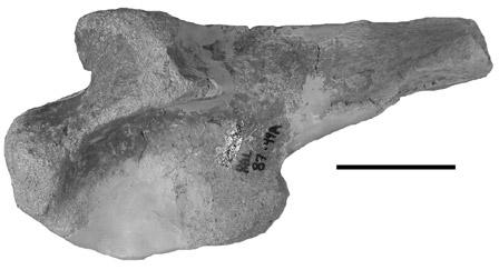 FIGURE 7. Rauisuchians and crocodylomorphs from the Chinle Formation of Arizona. (A), Ilium of Postosuchus kirkpatricki (PEFO 4851) in lateral view from Petrified Forest National Park.