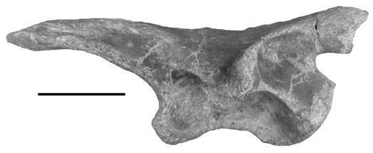 Proximal femur of Chatterjeea (MNA V3743) from the Placerias Quarry in (C), proximal and (D), lateral views.