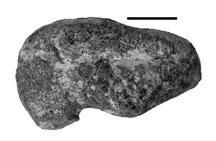 (F) Holotype cervical centrum of Parrishia mccreai (UCMP A269/139623) in lateral view from the Placerias Quarry. Scale bars equal 5 cm in A, B, E; and 1 cm in C, D, F.
