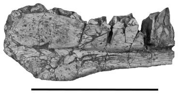 agilis by Long and Murry (1995) is indeterminate, the range of Hesperosuchus at least extends from the Blue Mesa Member (late Carnian) to the Ghost Ranch Coelophysis Quarry (late Norian to Rhaetian).