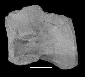 Long and Murry (1995) named a new taxon of crocodylomorph, Parrishia mccreai, for a collection of disassociated crocodylomorph vertebrae from the Placerias Quarry, as well as other isolated vertebral