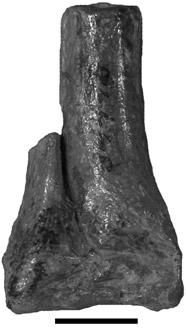 (C), Right distal tibia, fibula, and astragalocalcaneum of the holotype of Camposaurus arizonensis (UCMP A269/34498) from the Placerias Quarry in anterior view.