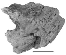, Hungerbühler, 2002) and aetosaurs (e.g., Martz, 2002; Parker, 2003) have greatly enhanced our knowledge of these taxa.