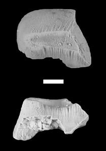 FIGURE 4. Temnospondyls and amniotes from the Chinle Formation of Arizona. (A), Partial skull of Buettneria perfecta from Petrified Forest National Park (UCMP 7038/26695).