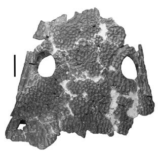 (F), Trilophosaurus jacobsi jaw (MNA V3194) from the Placerias Quarry (from Murry, 1987).