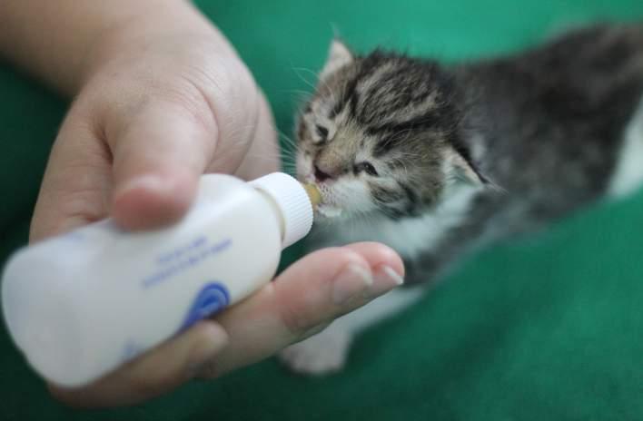Feeding A small 2oz ounce bottle is recommended for feeding