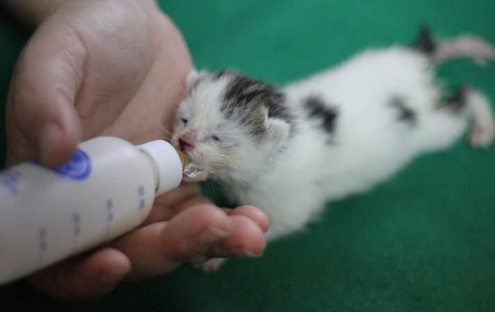 The most important thing to remember when bottle feeding kittens is that they are to be fed with their stomachs down and not on their backs.