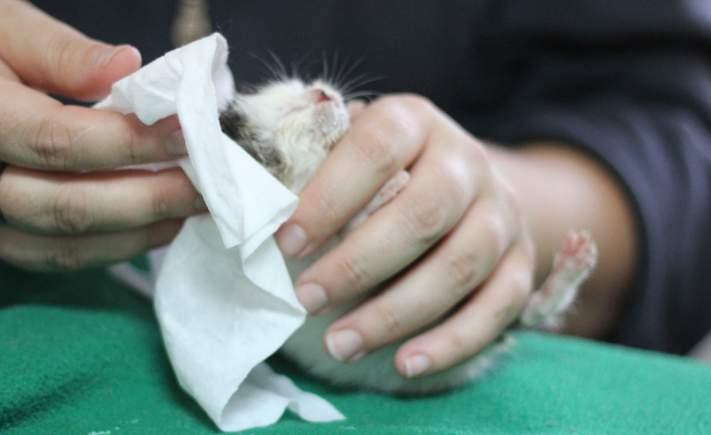 Cleaning At this age, since kittens are unable to regulate their own body heat, they can become chilled very quickly and so bathing is not recommended until they are older.