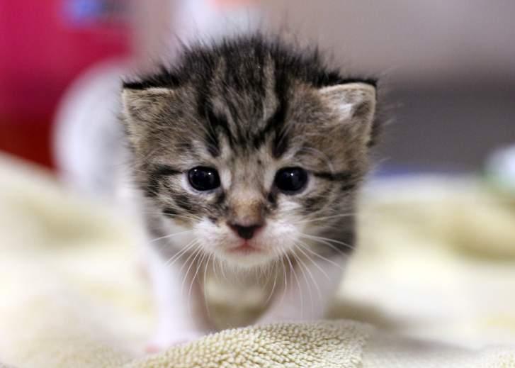 Typically kittens are around 12oz (.75 pounds) at 3 weeks old. If the kitten was without a mother at birth, they may not be to this weight yet.