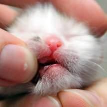 Teeth Development in Kittens