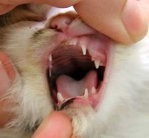 Six week old kittens begin to get their upper molars in and their lower pre-molars. At this age kittens will typically be 24oz (1.5 pounds).