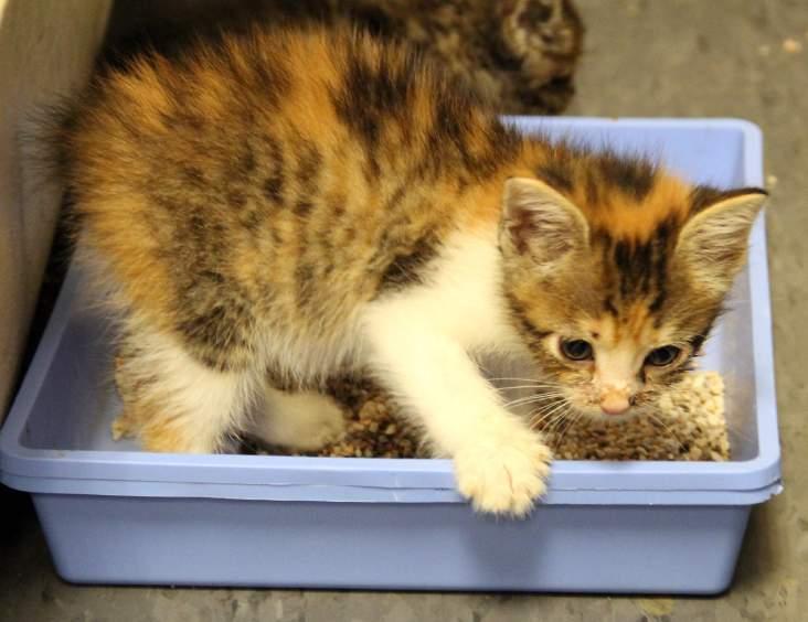 Elimination Kittens at this age should be using litter boxes regularly now, but make sure there is still one close by and make sure to clean it consistently.